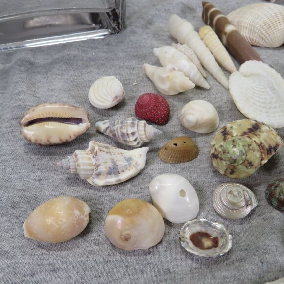 REAL Sea Shells & thick glass square vase 5" tall & wide OVER 4 POUNDS - Picture 7 of 16